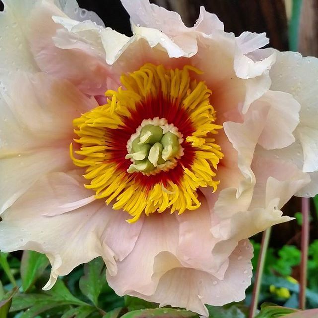 Instagram Photo Contest: "Spring in Napa Valley"